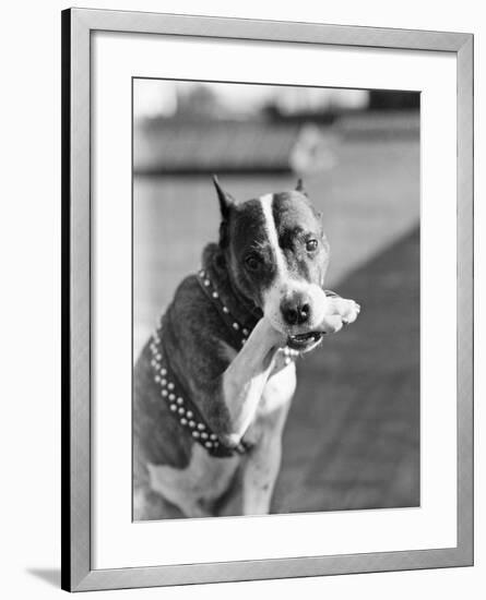 Dog Poses Holding One Paw in His Mouth-null-Framed Photographic Print