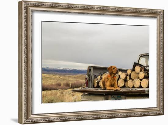 Dog Rests On The Tailgate Of A Truck Packed With Firewood-Hannah Dewey-Framed Photographic Print