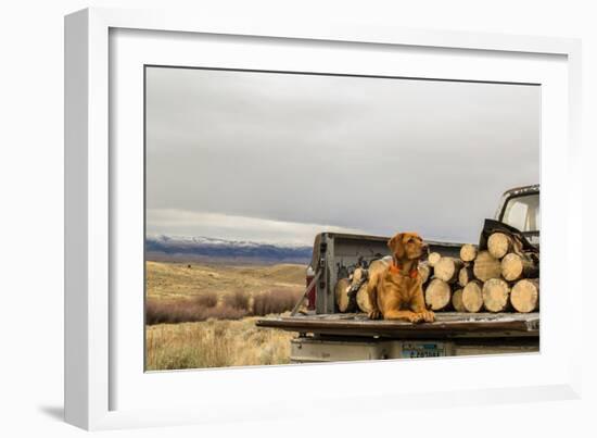 Dog Rests On The Tailgate Of A Truck Packed With Firewood-Hannah Dewey-Framed Photographic Print