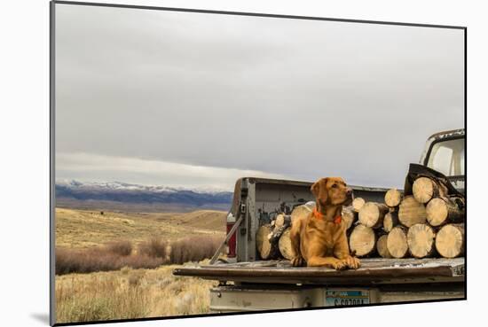 Dog Rests On The Tailgate Of A Truck Packed With Firewood-Hannah Dewey-Mounted Photographic Print