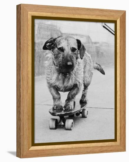 Dog Riding Skateboard-Bettmann-Framed Premier Image Canvas