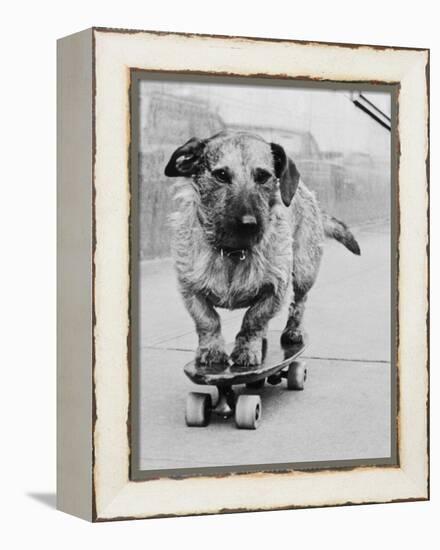 Dog Riding Skateboard-Bettmann-Framed Premier Image Canvas