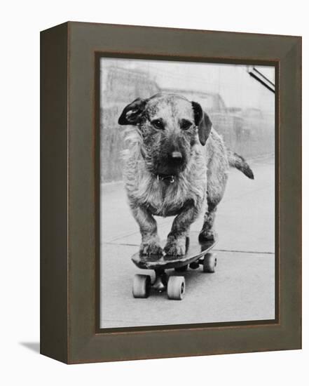 Dog Riding Skateboard-Bettmann-Framed Premier Image Canvas