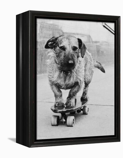 Dog Riding Skateboard-Bettmann-Framed Premier Image Canvas