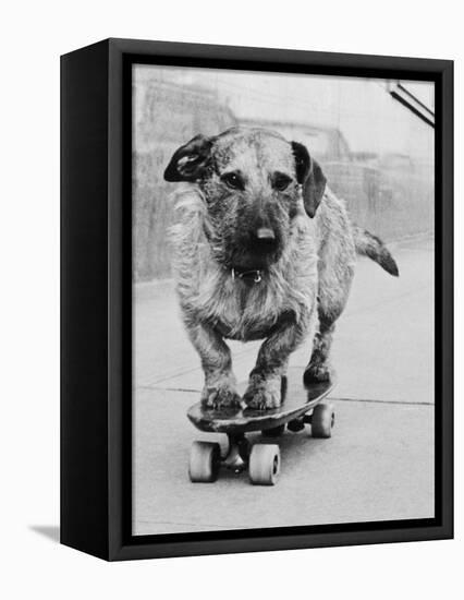 Dog Riding Skateboard-Bettmann-Framed Premier Image Canvas