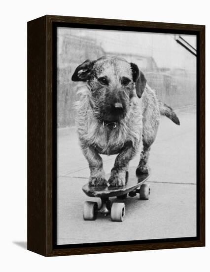 Dog Riding Skateboard-Bettmann-Framed Premier Image Canvas