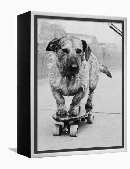 Dog Riding Skateboard-Bettmann-Framed Premier Image Canvas