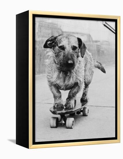 Dog Riding Skateboard-Bettmann-Framed Premier Image Canvas