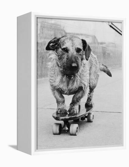 Dog Riding Skateboard-Bettmann-Framed Premier Image Canvas