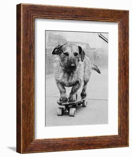 Dog Riding Skateboard-Bettmann-Framed Photographic Print