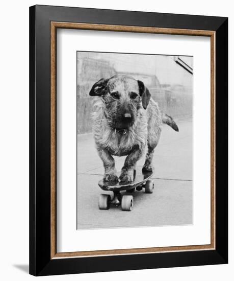 Dog Riding Skateboard-Bettmann-Framed Photographic Print