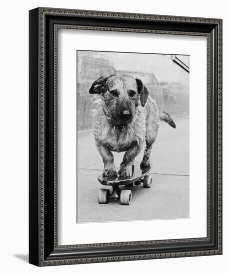 Dog Riding Skateboard-Bettmann-Framed Photographic Print