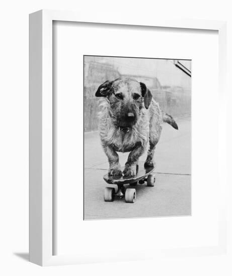 Dog Riding Skateboard-Bettmann-Framed Photographic Print