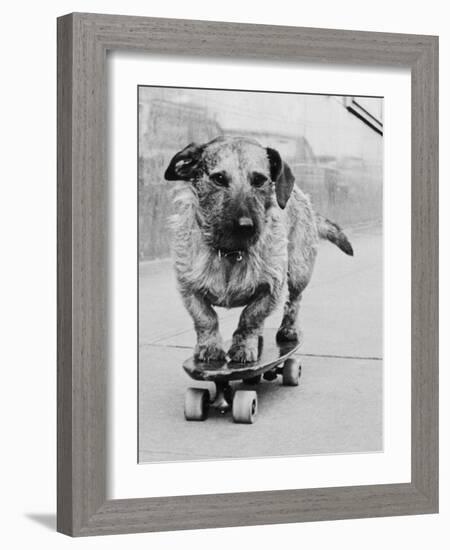 Dog Riding Skateboard-Bettmann-Framed Photographic Print