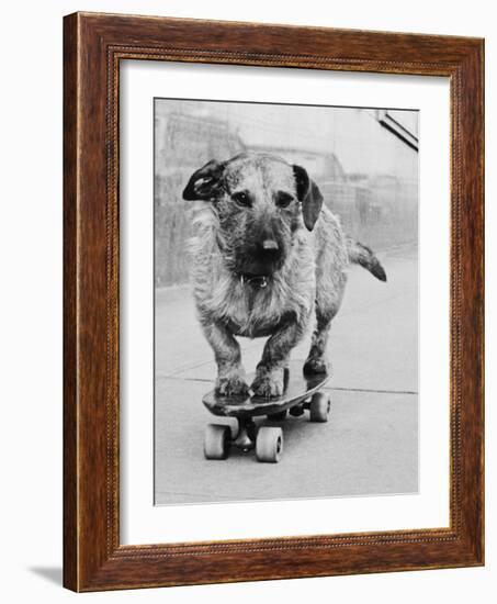 Dog Riding Skateboard-Bettmann-Framed Photographic Print