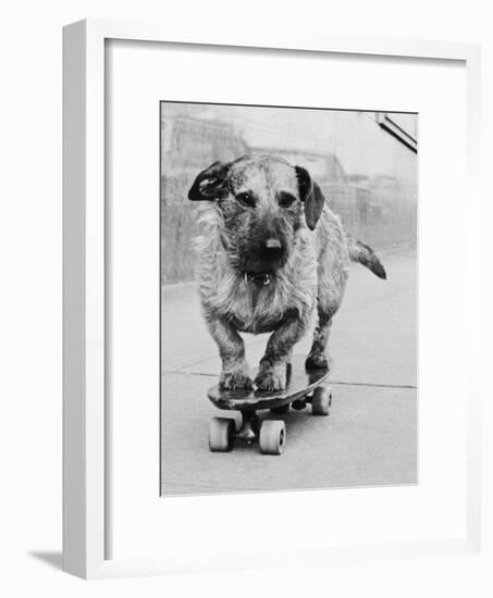 Dog Riding Skateboard-Bettmann-Framed Photographic Print