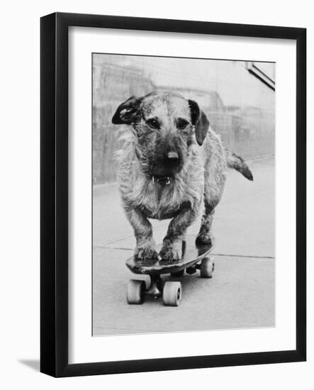 Dog Riding Skateboard-Bettmann-Framed Photographic Print