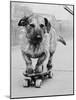 Dog Riding Skateboard-Bettmann-Mounted Photographic Print