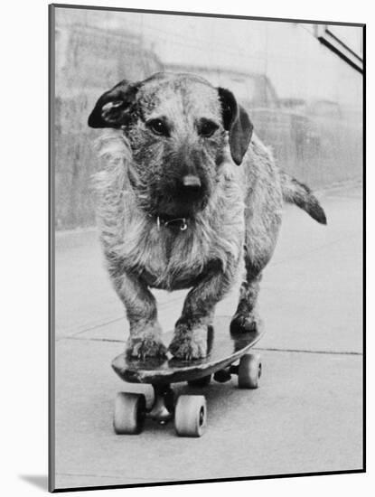 Dog Riding Skateboard-Bettmann-Mounted Photographic Print