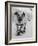 Dog Riding Skateboard-Bettmann-Framed Photographic Print