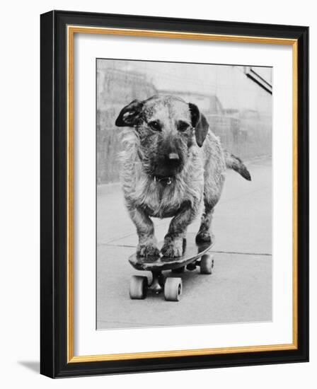 Dog Riding Skateboard-Bettmann-Framed Photographic Print