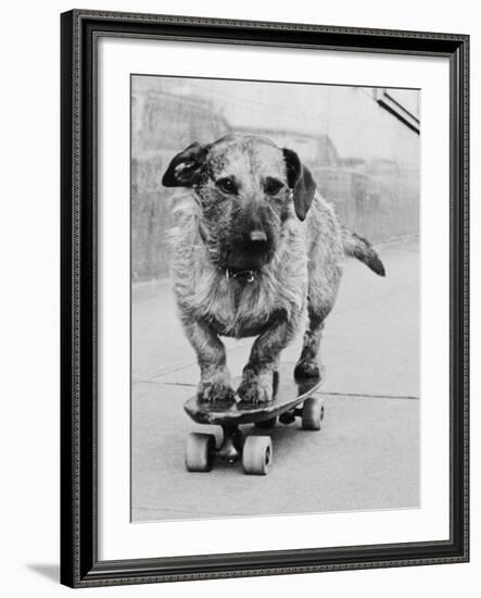 Dog Riding Skateboard-Bettmann-Framed Photographic Print