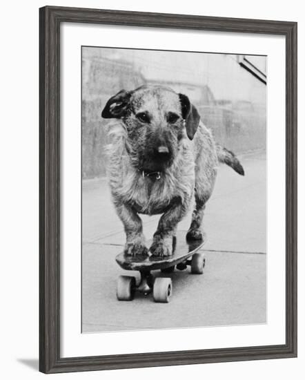 Dog Riding Skateboard-Bettmann-Framed Photographic Print