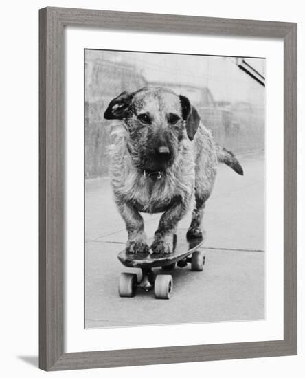 Dog Riding Skateboard-Bettmann-Framed Photographic Print