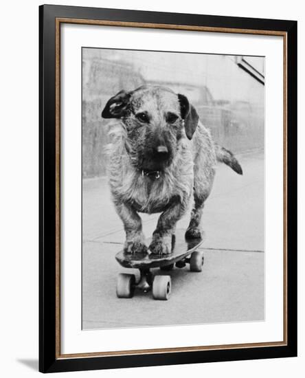 Dog Riding Skateboard-Bettmann-Framed Photographic Print