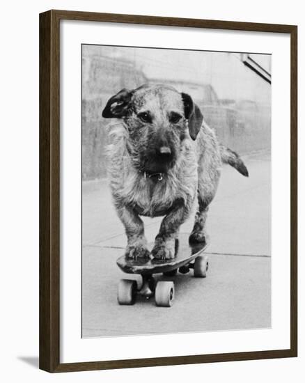 Dog Riding Skateboard-Bettmann-Framed Photographic Print