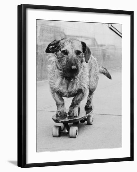 Dog Riding Skateboard-Bettmann-Framed Photographic Print