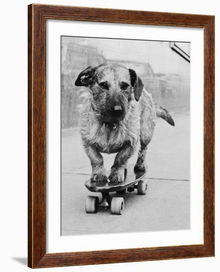 Dog Riding Skateboard-Bettmann-Framed Photographic Print