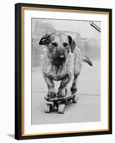 Dog Riding Skateboard-Bettmann-Framed Photographic Print