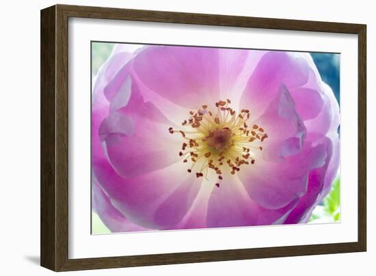 Dog Rose 1-Charles Bowman-Framed Photographic Print