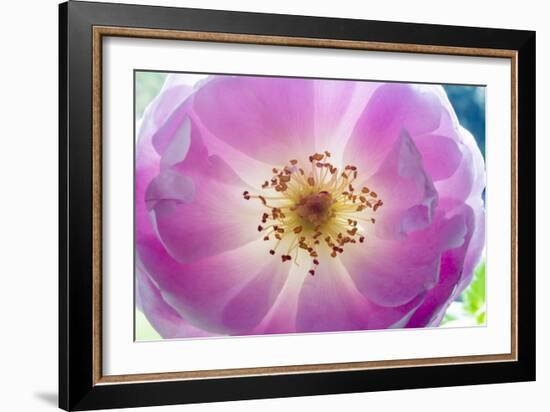 Dog Rose 1-Charles Bowman-Framed Photographic Print