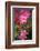 Dog Rose Bush, Blossoms, Close-Up-Brigitte Protzel-Framed Photographic Print