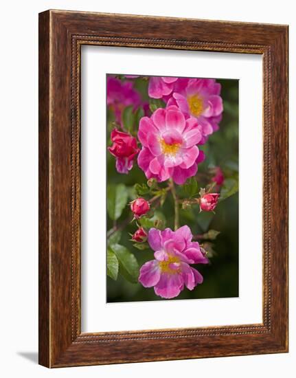 Dog Rose Bush, Blossoms, Close-Up-Brigitte Protzel-Framed Photographic Print