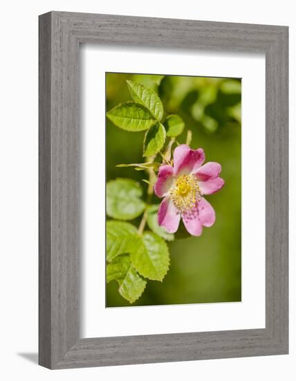 Dog Rose {Rosa Canina} Flowering in Healthy Hedgerow, Denmark Farm, Lampeter, Wales, UK. June-Ross Hoddinott-Framed Photographic Print