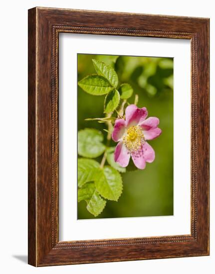 Dog Rose {Rosa Canina} Flowering in Healthy Hedgerow, Denmark Farm, Lampeter, Wales, UK. June-Ross Hoddinott-Framed Photographic Print