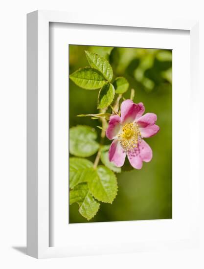 Dog Rose {Rosa Canina} Flowering in Healthy Hedgerow, Denmark Farm, Lampeter, Wales, UK. June-Ross Hoddinott-Framed Photographic Print