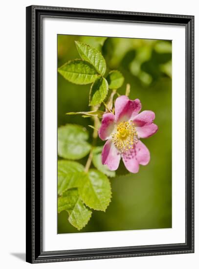 Dog Rose {Rosa Canina} Flowering in Healthy Hedgerow, Denmark Farm, Lampeter, Wales, UK. June-Ross Hoddinott-Framed Photographic Print