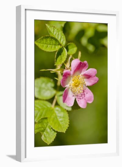 Dog Rose {Rosa Canina} Flowering in Healthy Hedgerow, Denmark Farm, Lampeter, Wales, UK. June-Ross Hoddinott-Framed Photographic Print