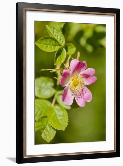 Dog Rose {Rosa Canina} Flowering in Healthy Hedgerow, Denmark Farm, Lampeter, Wales, UK. June-Ross Hoddinott-Framed Photographic Print