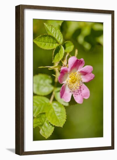 Dog Rose {Rosa Canina} Flowering in Healthy Hedgerow, Denmark Farm, Lampeter, Wales, UK. June-Ross Hoddinott-Framed Photographic Print