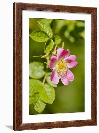 Dog Rose {Rosa Canina} Flowering in Healthy Hedgerow, Denmark Farm, Lampeter, Wales, UK. June-Ross Hoddinott-Framed Photographic Print