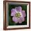 Dog Rose (Rosa Canina)-Linda Wright-Framed Premium Photographic Print