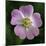 Dog Rose (Rosa Canina)-Linda Wright-Mounted Premium Photographic Print