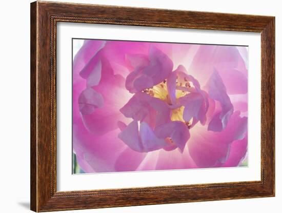 Dog Rose-Charles Bowman-Framed Photographic Print