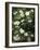 Dog Roses in Flower-Niels Peter Rasmussen-Framed Giclee Print