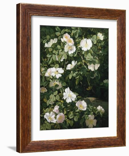 Dog Roses in Flower-Niels Peter Rasmussen-Framed Giclee Print